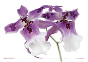 Kalender Orchideen