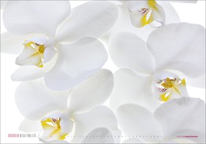 Kalender Orchideen