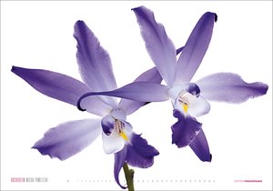 Kalender Orchideen