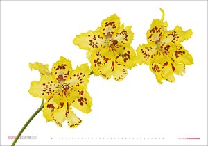 Kalender Orchideen