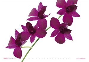 Kalender Orchideen