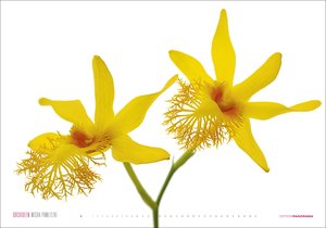 Kalender Orchideen