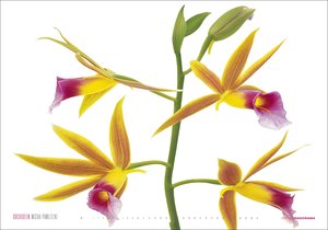 Kalender Orchideen